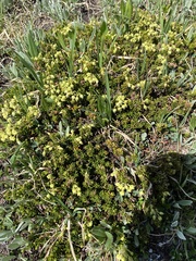 Phyllodoce glanduliflora