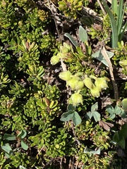 Phyllodoce glanduliflora