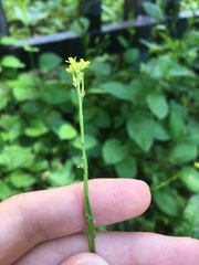 Sisymbrium officinale