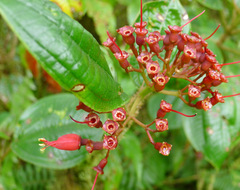 Miconia purpurea