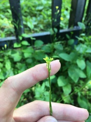 Sisymbrium officinale