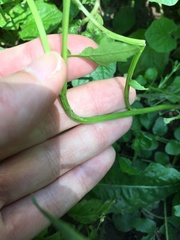 Sisymbrium officinale
