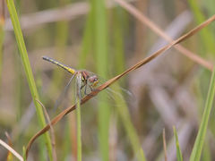Diplacodes pumila