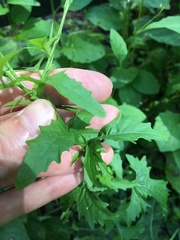 Sisymbrium officinale