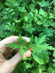 Geranium sibiricum