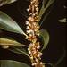 Sideroxylon salicifolium - Photo (c) Smithsonian Institution, National Museum of Natural History, Department of Botany, alguns direitos reservados (CC BY-NC-SA)