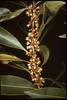 Willow Bustic - Photo (c) Smithsonian Institution, National Museum of Natural History, Department of Botany, some rights reserved (CC BY-NC-SA)