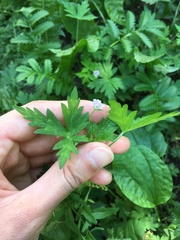 Geranium sibiricum