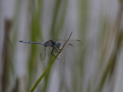 Orthetrum icteromelas