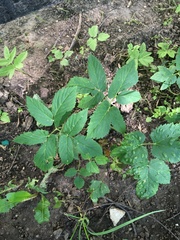 Aegopodium podagraria