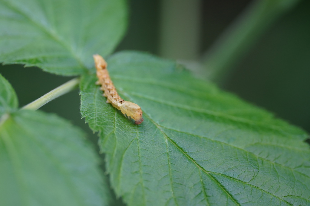 Peach Blossom Moth