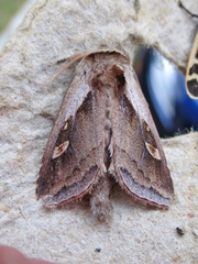Bellura densa