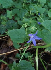 Campanula garganica