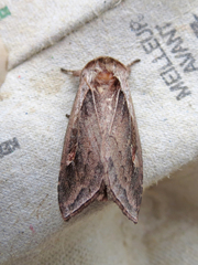 Bellura densa