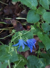 Campanula garganica