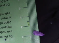 Campanula garganica