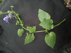 Campanula garganica