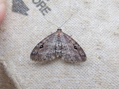 Melanomma auricinctaria