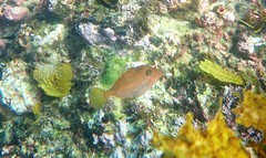 Meuschenia flavolineata