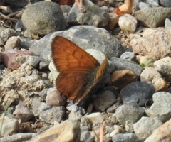 Tharsalea mariposa