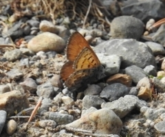 Tharsalea mariposa