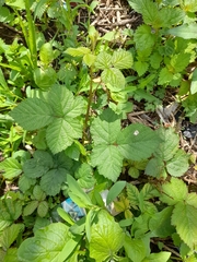 Rubus