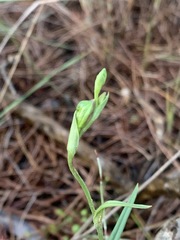 Pterostylis melagramma