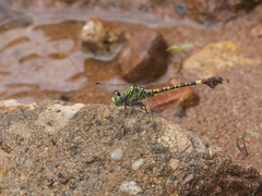 Paragomphus elpidius