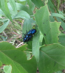 Chrysochus asclepiadeus