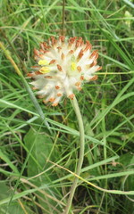 Anthyllis vulneraria polyphylla