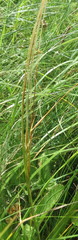 Stipa tirsa