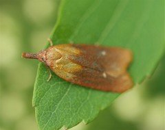 Sparganothis violaceana