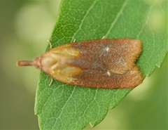 Sparganothis violaceana