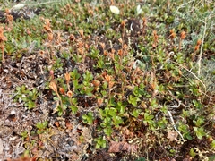 Rhododendron redowskianum