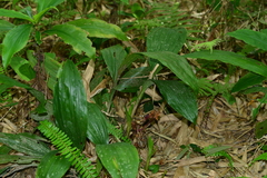 Acanthophippium sylhetense