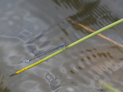 Pseudagrion sublacteum sublacteum