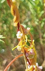 Cuscuta europaea