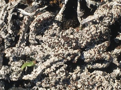 Bryoplaca sinapisperma