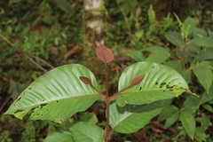 Vismia macrophylla
