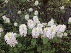 Fothergilla gardenii