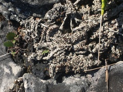 Bryoplaca sinapisperma