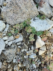 Hylotelephium cyaneum