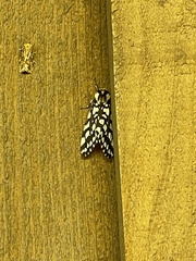 Lophocampa ingens