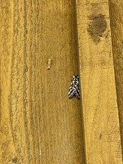 Lophocampa ingens