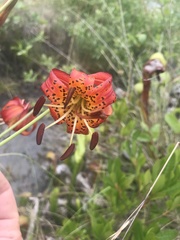 Lilium pardalinum vollmeri