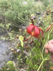 Lilium pardalinum vollmeri