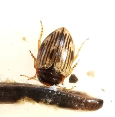 Nectoporus sanmarkii