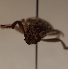 Taurotagus impressus