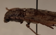 Taurotagus impressus