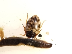 Nectoporus sanmarkii